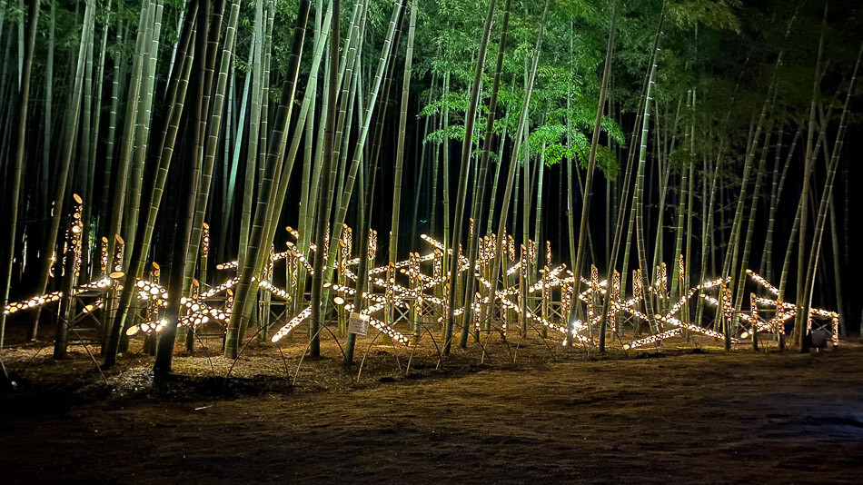 bambusovy-les-japonsko