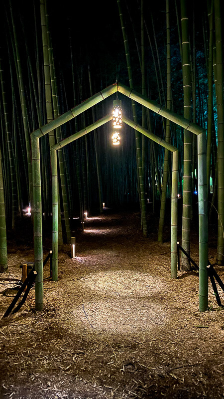 bambusovy-les-japonsko04